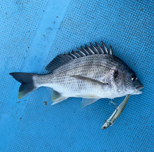 キビレの釣果