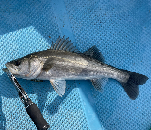 スズキの釣果