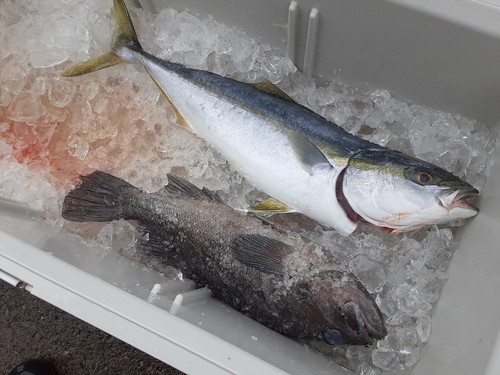 ソイの釣果