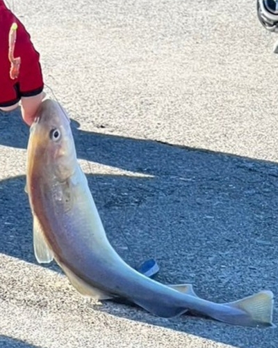 コマイの釣果