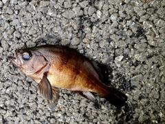 クロメバルの釣果