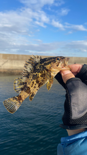 タケノコメバルの釣果