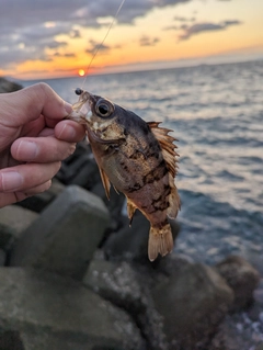 メバルの釣果