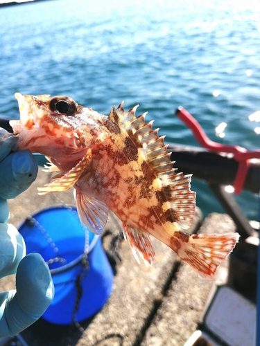 カサゴの釣果