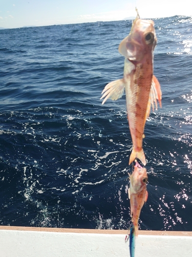 ヒメの釣果