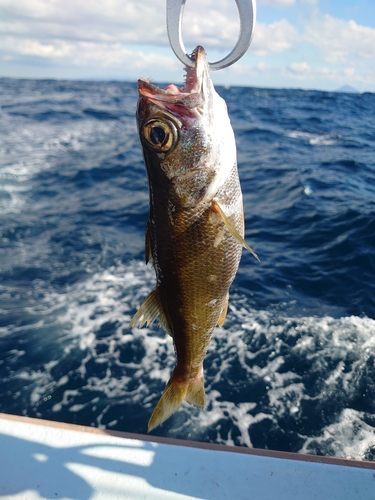 ムツの釣果