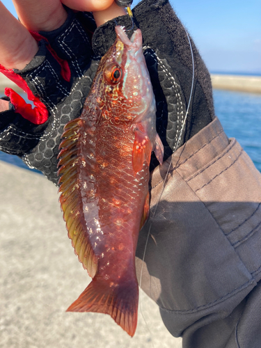 ベラの釣果