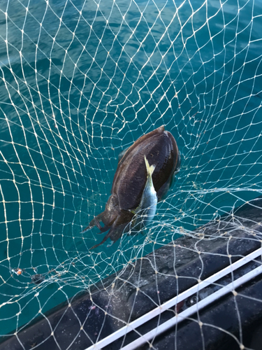 スミイカの釣果