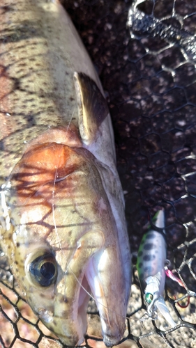 ニジマスの釣果