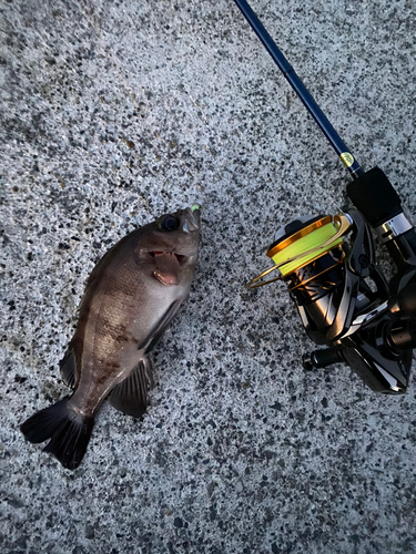 シロメバルの釣果