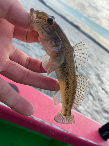 ハゼの釣果