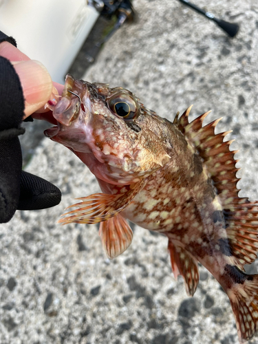 アラカブの釣果