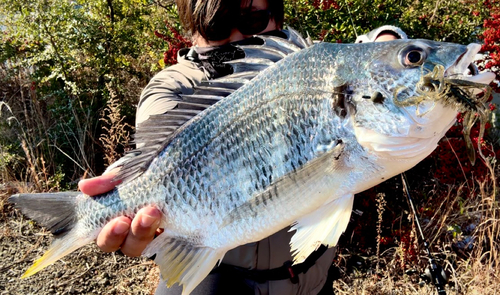 キビレの釣果