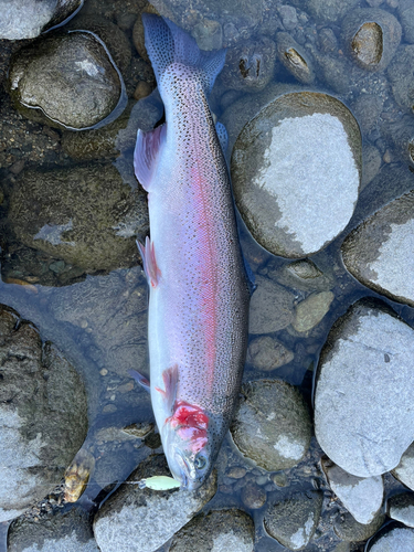 ニジマスの釣果