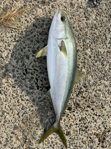 ハマチの釣果