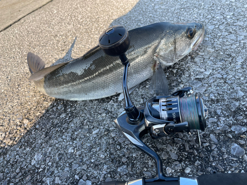 スズキの釣果