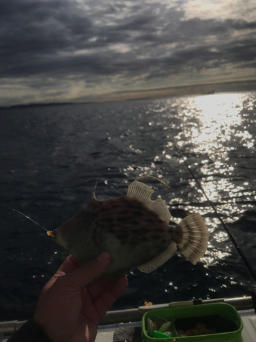 カワハギの釣果