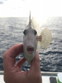 カワハギの釣果