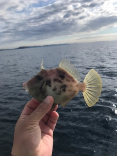 カワハギの釣果