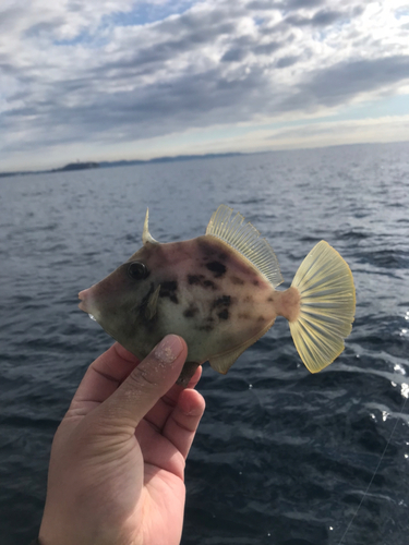 カワハギの釣果