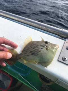 カワハギの釣果