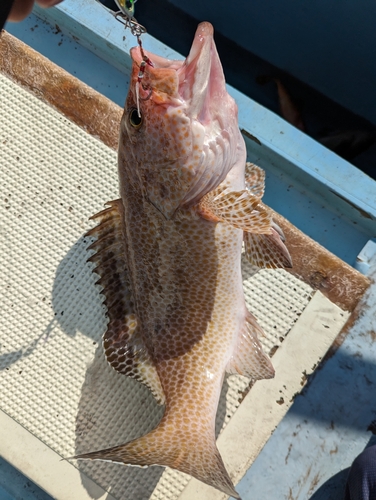 オオモンハタの釣果