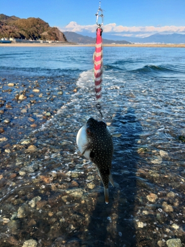 クサフグの釣果