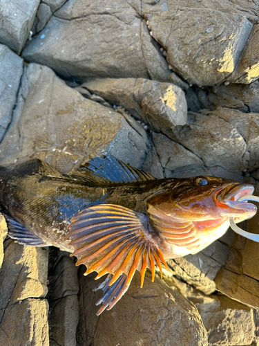 アイナメの釣果