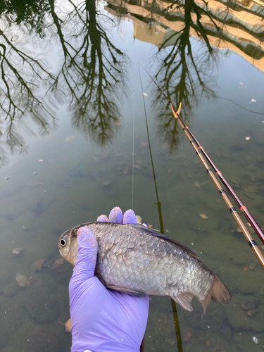 マブナの釣果