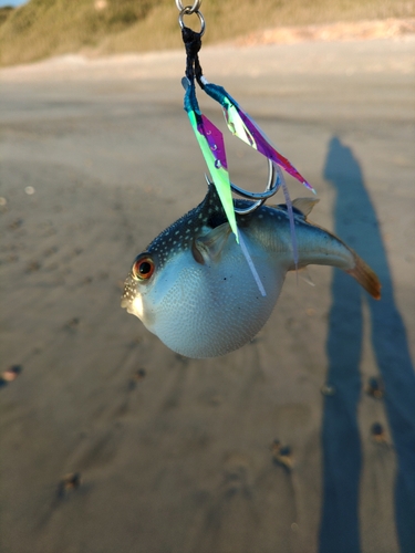 クサフグの釣果