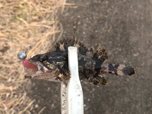 タケノコメバルの釣果