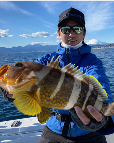 アオハタの釣果