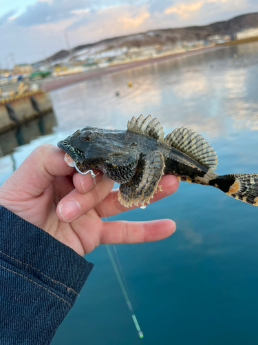 カジカの釣果