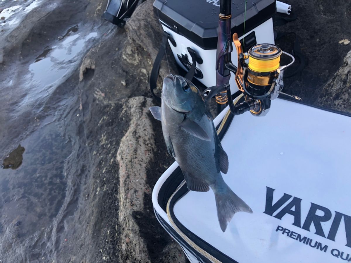 ビーサンさんの釣果 2枚目の画像
