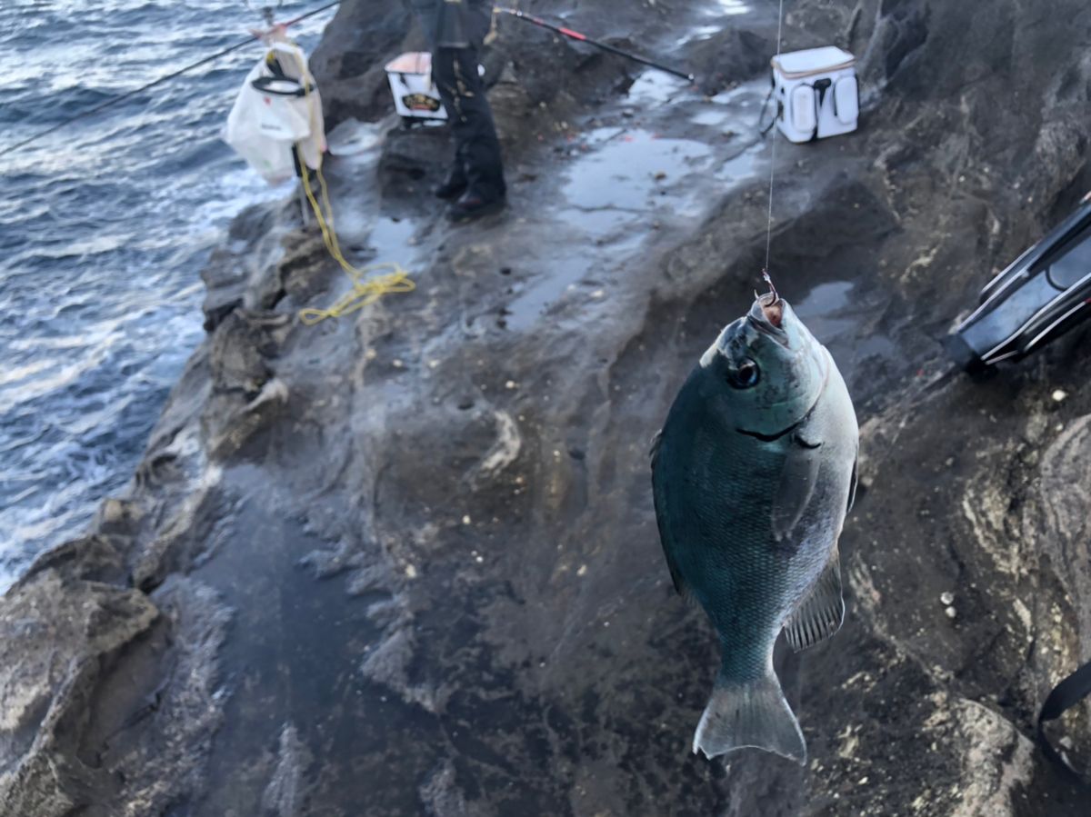 ビーサンさんの釣果 3枚目の画像
