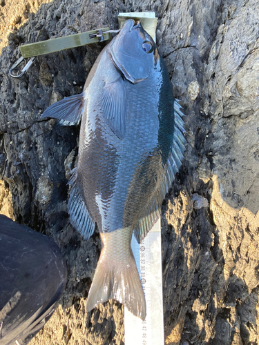 クチブトグレの釣果