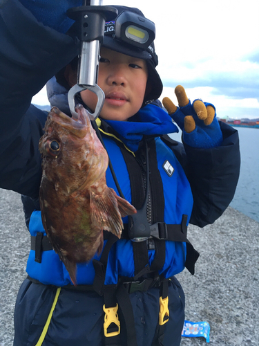 カサゴの釣果