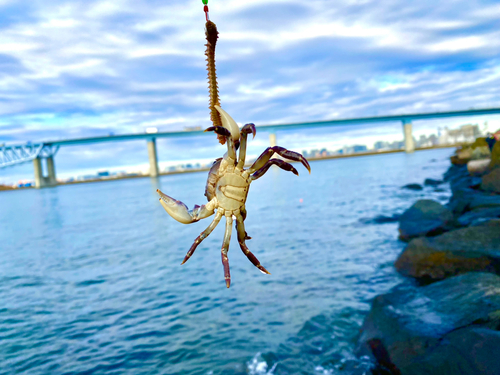 カニの釣果