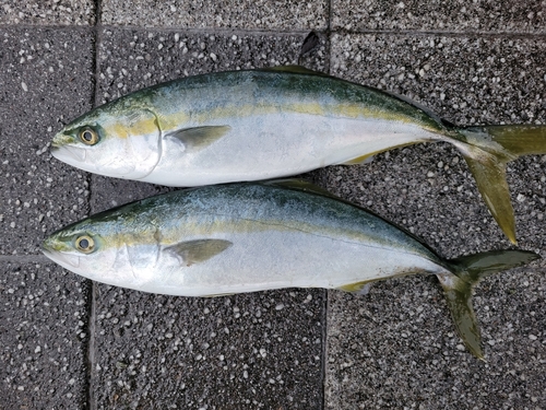 フクラギの釣果