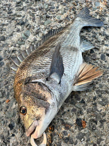 チヌの釣果