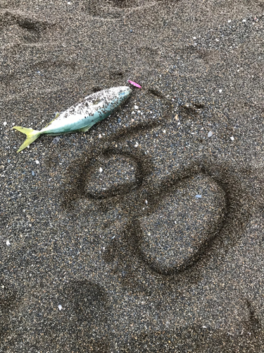 イナダの釣果