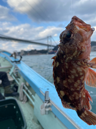 アラカブの釣果