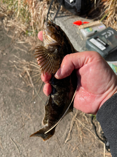 アイナメの釣果