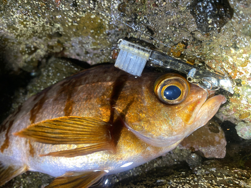 アカメバルの釣果