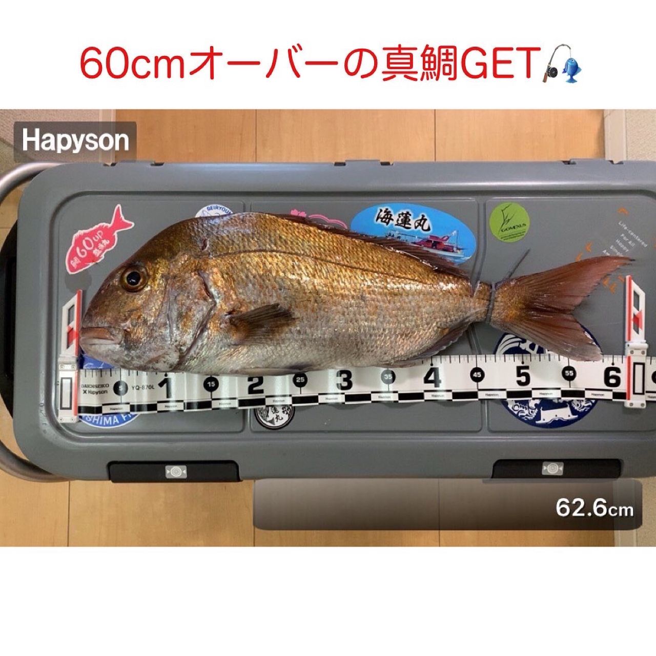 マダイ