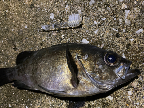 クロメバルの釣果