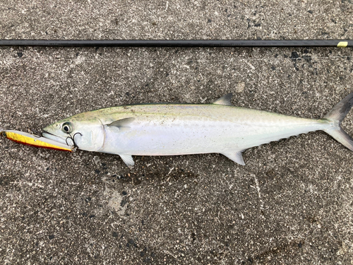 サゴシの釣果