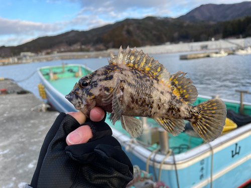 オウゴンムラソイの釣果