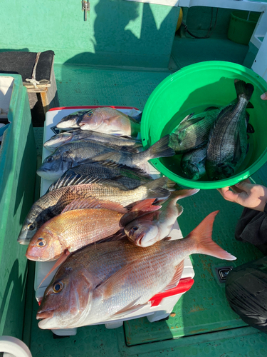 マダイの釣果