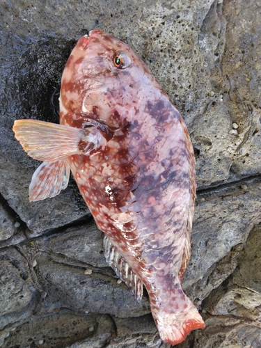 ブダイの釣果